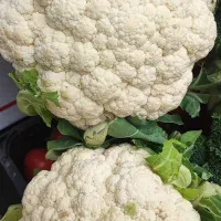 هرآنچه از یک میوه فروشی انتظار دارید از ما بخواهید