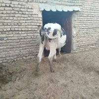 یک راس گاو سفید تازه آوستن شیری جوان شکم دوم ،سوم|حیوانات مزرعه|هشتگرد, فشند|دیوار