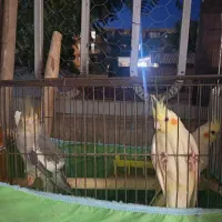 فروش یک جفت عروس هلندی یک ساله