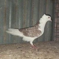 کبوتر