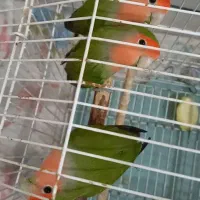 فروش ۶ عددطوطی برزیلی زرنگ همراه قفس وآبخوری|پرنده|داران, |دیوار