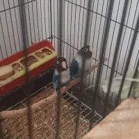 فروشی جفت برزیلی