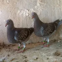کفتر جوجه جان اردن  مسافتی پلاکی المانی
