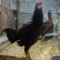 یک جفت لاری ۷ ماهه|حیوانات مزرعه|دالخانی, |دیوار