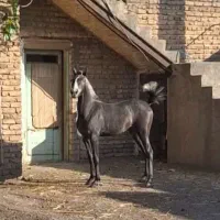 فروش کره اسب مادیان کرد ۱۶ ماهه قیمت ۸۰ میلیون