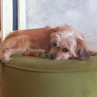 شیتزو واگذاری|سگ|شیراز, گویم|دیوار