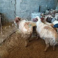 با سلام خدمت دوستان پنج راس میش ابستن شک|حیوانات مزرعه|ملکشاهی, |دیوار