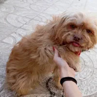 پاکوتا|سگ|پارسآباد, |دیوار