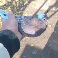 سرول|پرنده|ایجرود, |دیوار