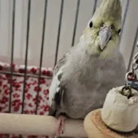 عروس هلندی ماده ۵ماهه