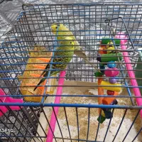 جفت مرغ عشق