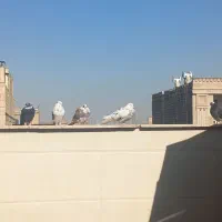 کفتر پرشی|پرنده|قم, محمد آباد|دیوار