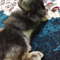 300|موش و خرگوش|قم, وادی السلام|دیوار