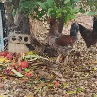 خروس جوان|حیوانات مزرعه|شیراز, کیان آباد|دیوار