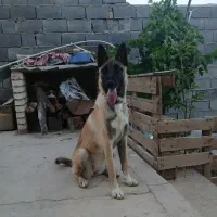مالینیوز ماده