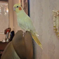 عروس هلندی نر آماده سن. یک سال|پرنده|قدس, شهر‌قدس|دیوار