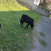 دو عدد ورزا کوله یا گاو نر|حیوانات مزرعه|صومعه‌سرا, |دیوار