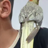 عروس هلندی گل باقالی|پرنده|تهران, نگین غرب|دیوار