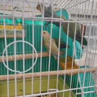 طوطی بریزیلی|پرنده|تهران, امام زاده عبدالله|دیوار