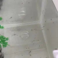 بچه ماهی گوپی دانه ۵تومن|ماهی|شیراز, درکی|دیوار