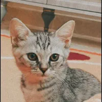 گربه|گربه|قشم, |دیوار