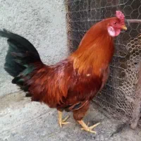 خروس جهت نگهداری دورگه