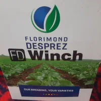 بذر چغندر وینچ شرکت فرانسوی لوریک