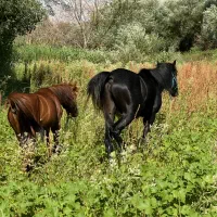 اسب کورد