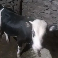 گاو