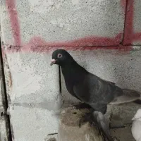 تعداد کبوتر فیلی