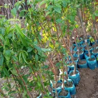 فروش انواع نهال های پیوندی درج یک