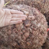 پیاز زعفران|خدمات باغبانی و درختکاری|شیراز, ارم|دیوار