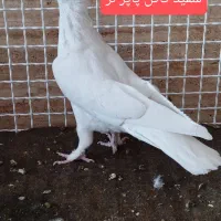 موشی نقره ای شهری بهبونی|پرنده|شیراز, عادل آباد|دیوار