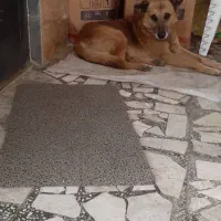 سگ مهربون واگذاری|سگ|رشت, گلسار|دیوار