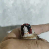 سهره چونه سفید نر