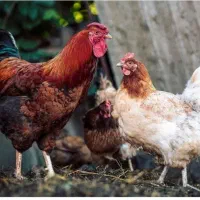 تعدادی مرغ تخم گذار و خروس بفروش میرسد