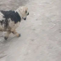 میش و بره|حیوانات مزرعه|درودزن, |دیوار