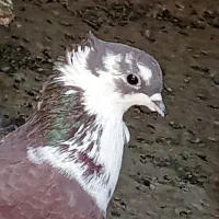 کبوتر فروشی