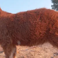 کهره ماده جملی زاه لنگ ۲تایی|حیوانات مزرعه|هامون, |دیوار