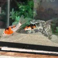 کوی نژاد دار