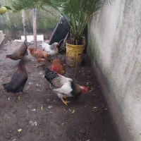 خروس جوان بالغ|حیوانات مزرعه|لاهیجان, شهرک سلمان فارسی|دیوار