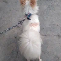 پامر اشپیتز نر