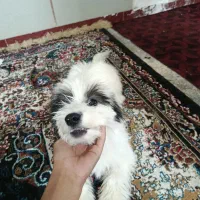 سگ شیتزو پامر|سگ|کرمانشاه, |دیوار