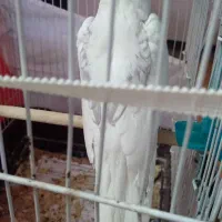 عروس هلندی فنچ|پرنده|مشهد, مشکینی (شهرک غرب)|دیوار