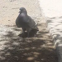 کبوتر