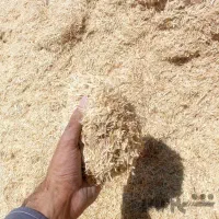 کاه تمیز گونی شده آماده