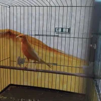 قناری پرتقالی