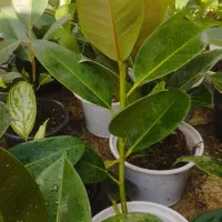 فروش گل‌های اپارتمانی