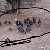 تعدادی بوقلمون بفروش میرسد|حیوانات مزرعه|لردگان, |دیوار