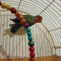 طوطی کوتوله نر مولد